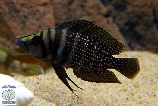 Altolamprologus calvus 'Black Congo'